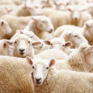 Why is Wool Good For Bedding?